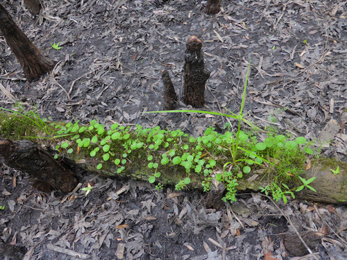 Hydrocotyle verticillata image