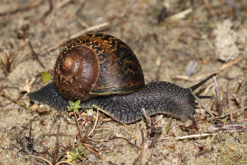 Cornu aspersum