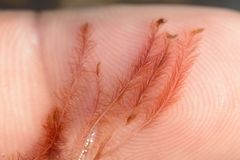 Indotristicha ramosissima