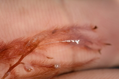 Indotristicha ramosissima