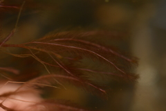 Indotristicha ramosissima