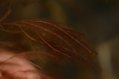 Indotristicha ramosissima