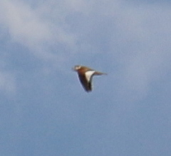 Melanocorypha mongolica