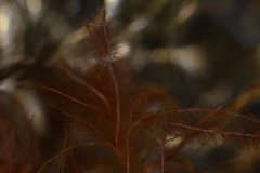 Indotristicha ramosissima