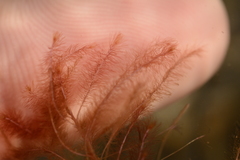 Indotristicha ramosissima