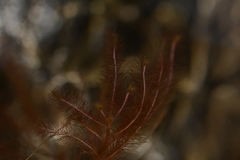 Indotristicha ramosissima