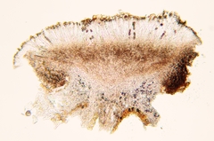 Buellia badia
