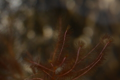 Indotristicha ramosissima