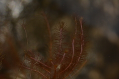 Indotristicha ramosissima