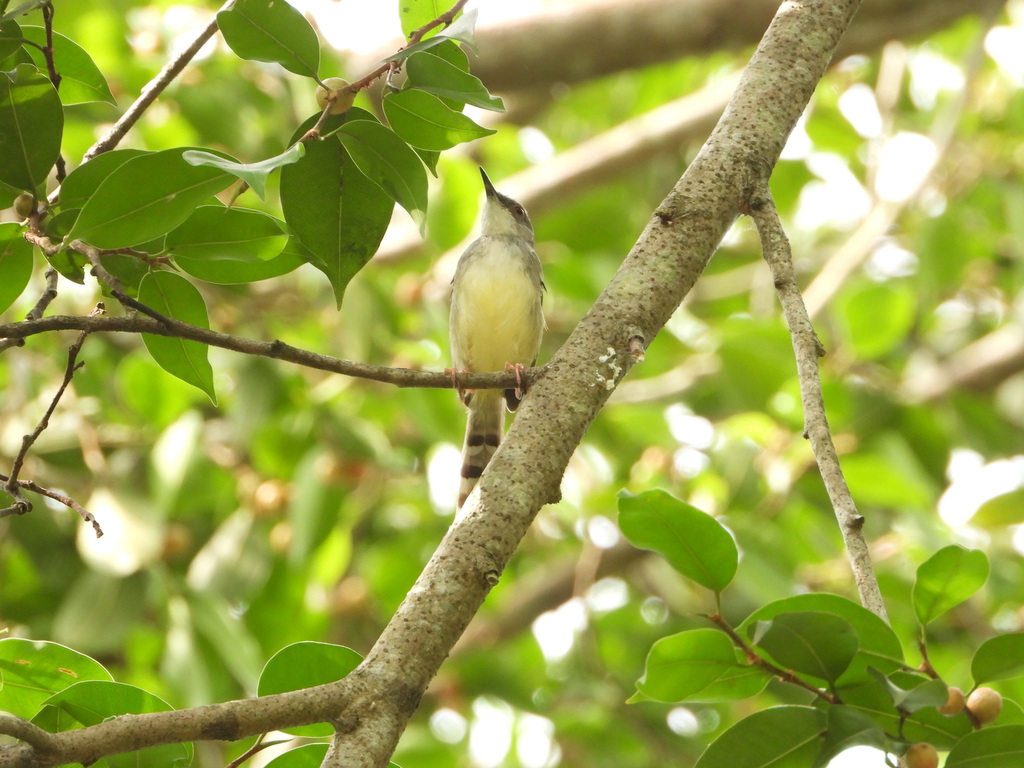 Perenjak jawa (Prinia familiaris)