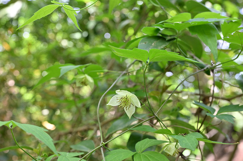 Clematis williamsii iNat (3)