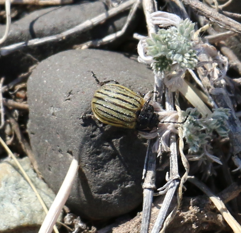 Galeruca daurica