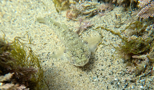 Gobius incognitus