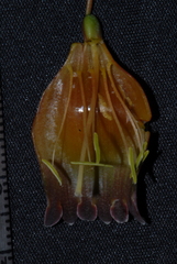 Polianthes quilae
