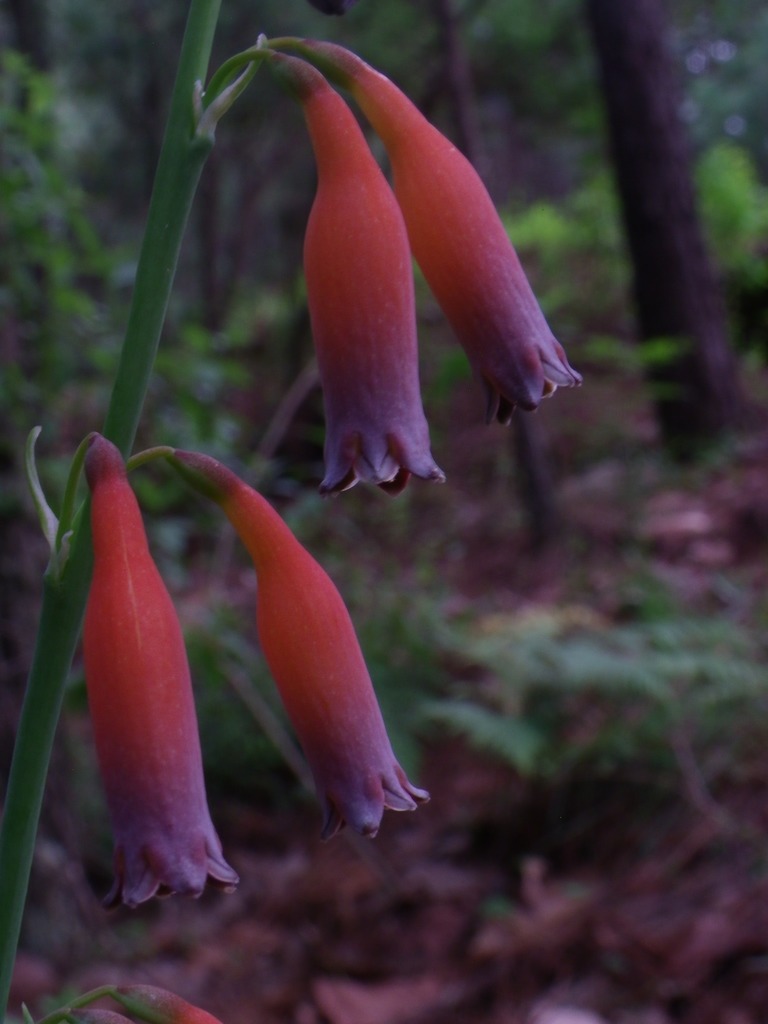 Polianthes quilae