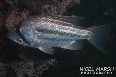 Dhufish photo 2