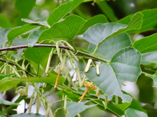 Alangium chinense, photograph 4
