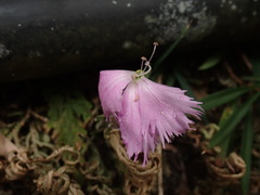Dianthus palinensis, photograph (c) chiuluan, some rights reserved (CC BY)
