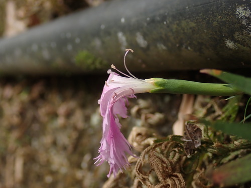 Dianthus palinensis, photograph 3