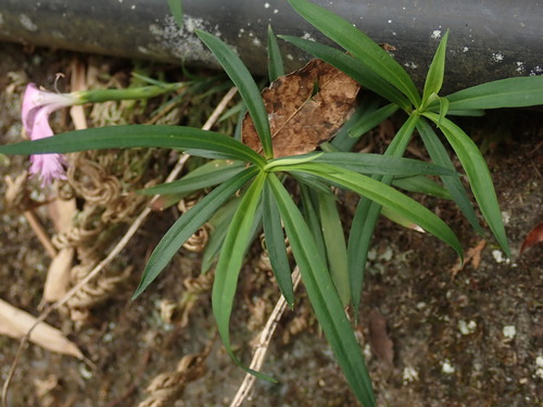 Dianthus palinensis