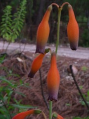 Polianthes quilae