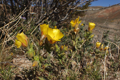 Mentzelia eremophila
