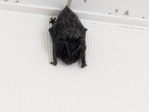 Japanese Barbastelle