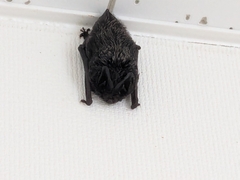 Japanese Barbastelle photo 3