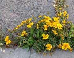 Bidens anthemoides