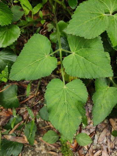 Pimpinella diversifolia iNat (3)