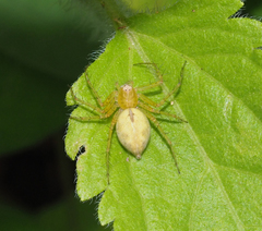 Oxyopes punctatus