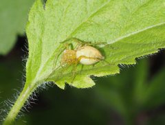 Oxyopes punctatus