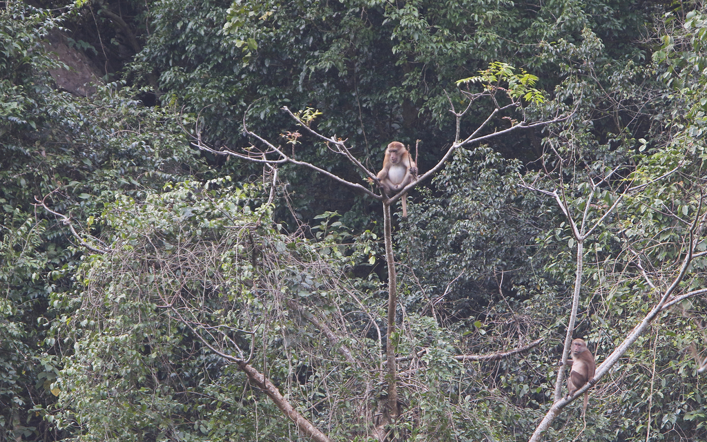 Assamese Macaque