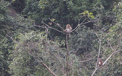 Macaca assamensis