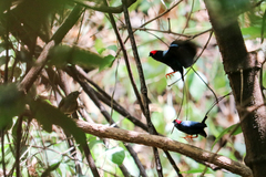 Chiroxiphia linearis