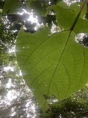 Dendrocnide moroides