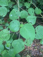 Dendrocnide moroides