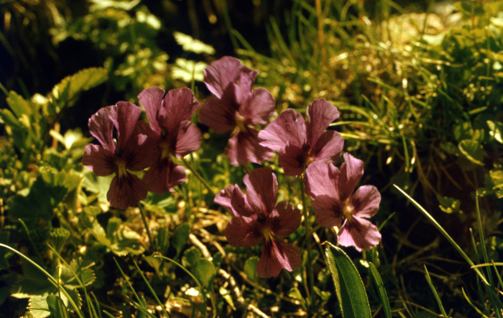Viola altaica; photograph (c) Oleg Kosterin, some rights reserved (CC BY)