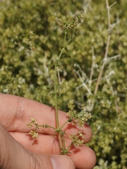 Galium stellatum eremicum
