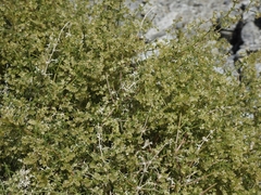 Galium stellatum eremicum