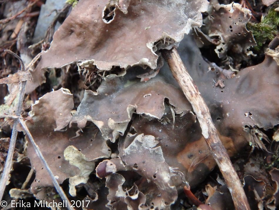 Peltigera canina image