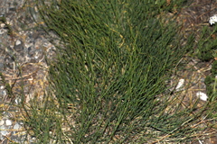 Ephedra monosperma