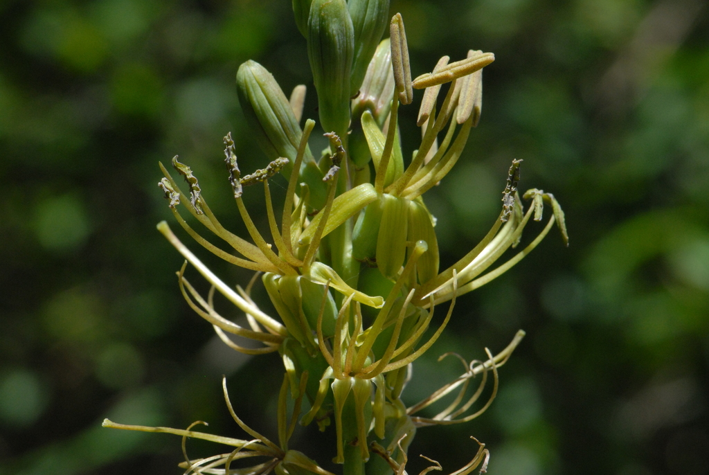 Manfreda occidentalis