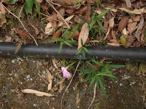 Dianthus palinensis, photograph 1
