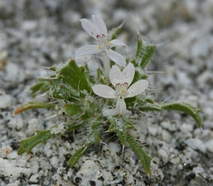 Loeseliastrum schottii