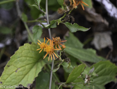 Pseudogynoxys haenkei