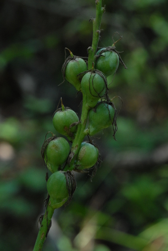 Agave occidentalis