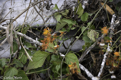 Pseudogynoxys haenkei