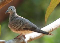 Geopelia striata