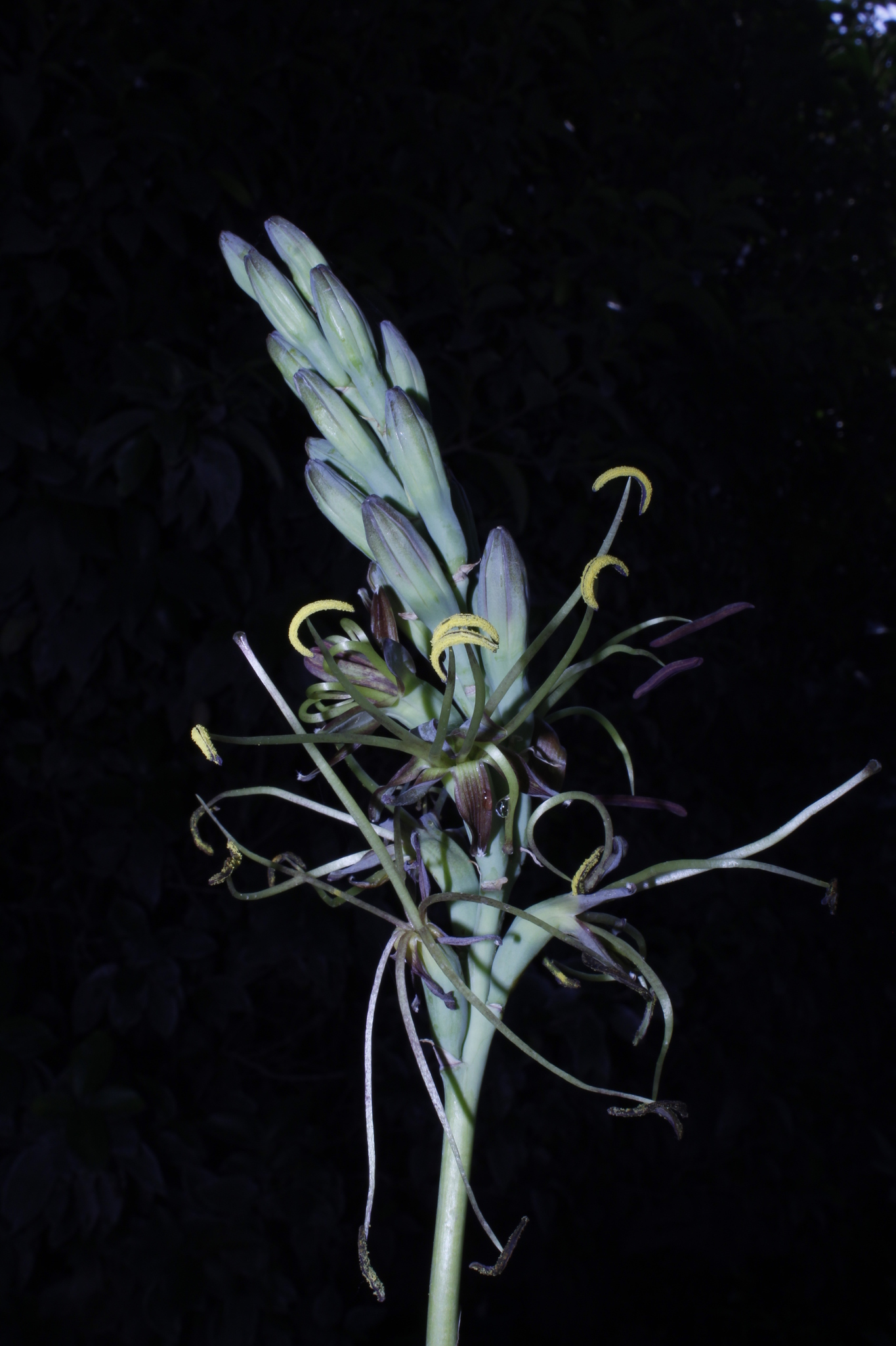 Agave planifolia